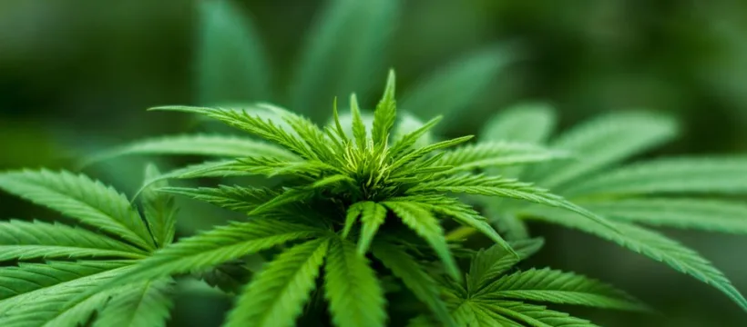 grande feuille de cannabis
