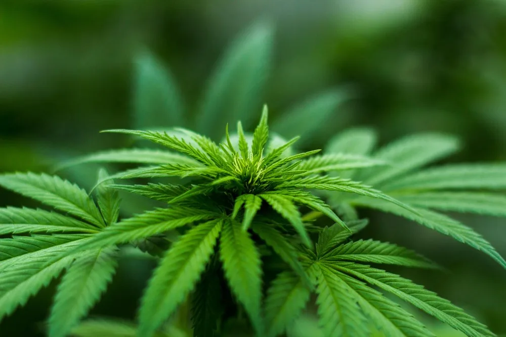 grande feuille de cannabis